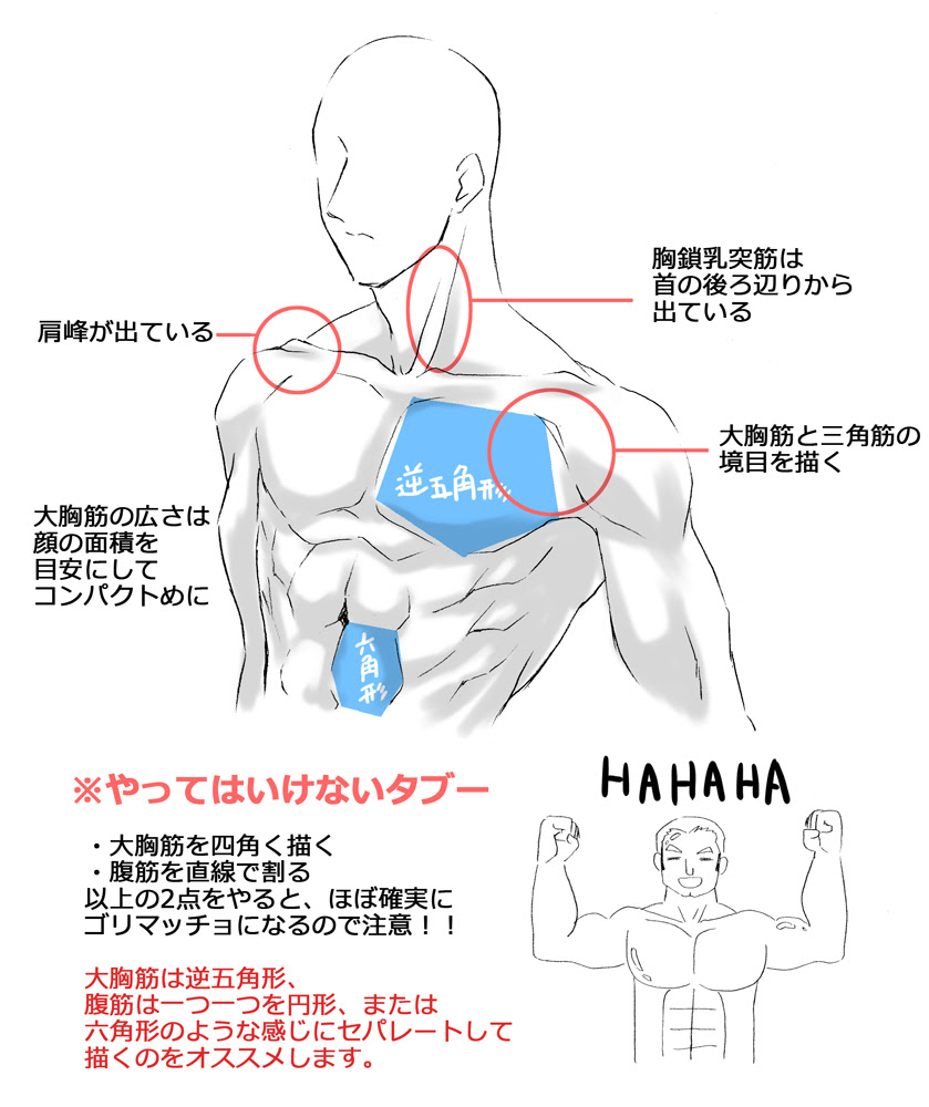 お絵描き講座 筋肉の描き方 幸坊のうふふのふ