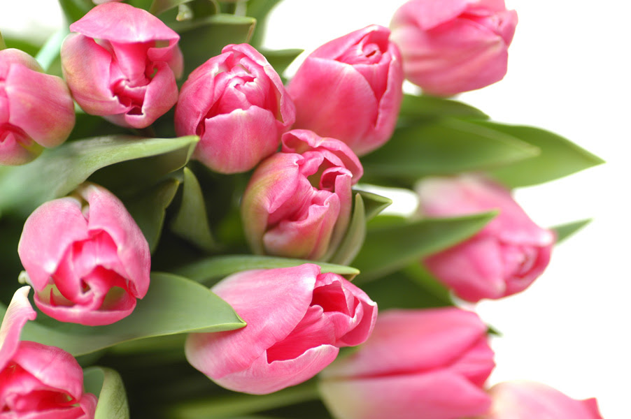 チューリップ ピンク クリスマスドリーム 花の図書館