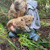 The Enchanting World of Baby Lions