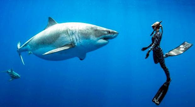 Why the World Needs Sharks