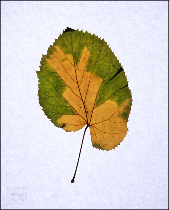 Capricho de Otoño (Valencia 2010)