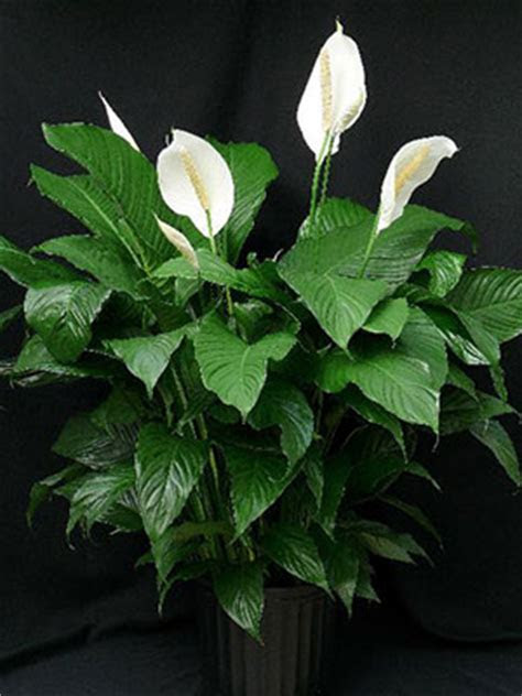 Fortunately, you don't need a lot of space or even sunlight to create a thriving garden in your home — as long as you pick plants that will flourish in whatever environment you hav. Peace Lily - University of Florida, Institute of Food and