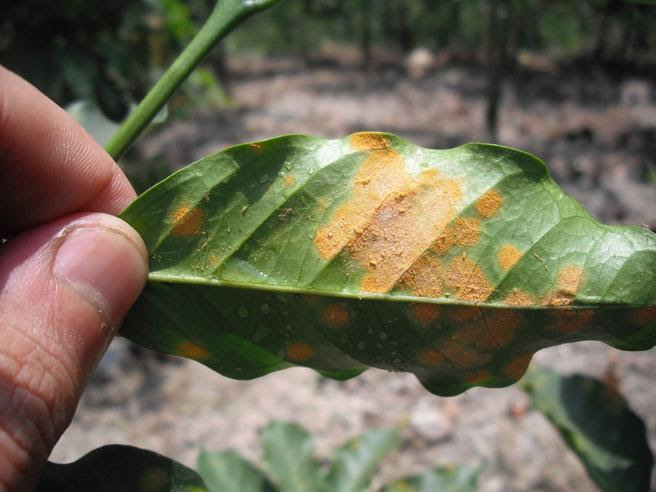 Hoja de café infectada por el hongo 'Hemileia vastatrixinales'