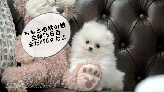 ｔｗｉｎｋｌｅｎｓｏｗのホワイトポメラニアン ギガちゃん達 ちびちびと成長中です 可愛いポメラニアン専門ブリーダーのブログ 子犬情報 Twinklesnow犬舎 東北 岩手 盛岡