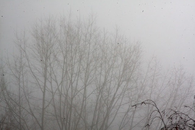 winter fog, december '09