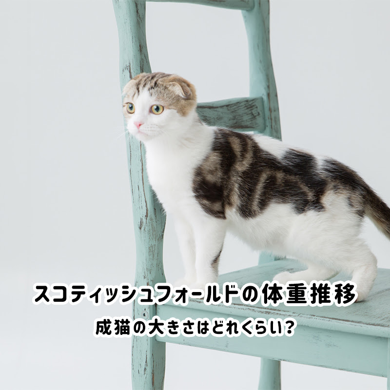スコティッシュフォールドの体重推移 成猫の大きさはどれくらい