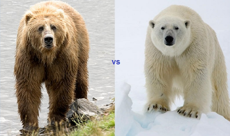 ホッキョクグマとヒグマ どっちが強い 生物ちゃんねる