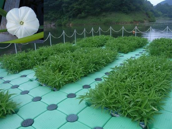 空芯菜を利用した水質浄化と地域活性化 ダム便覧