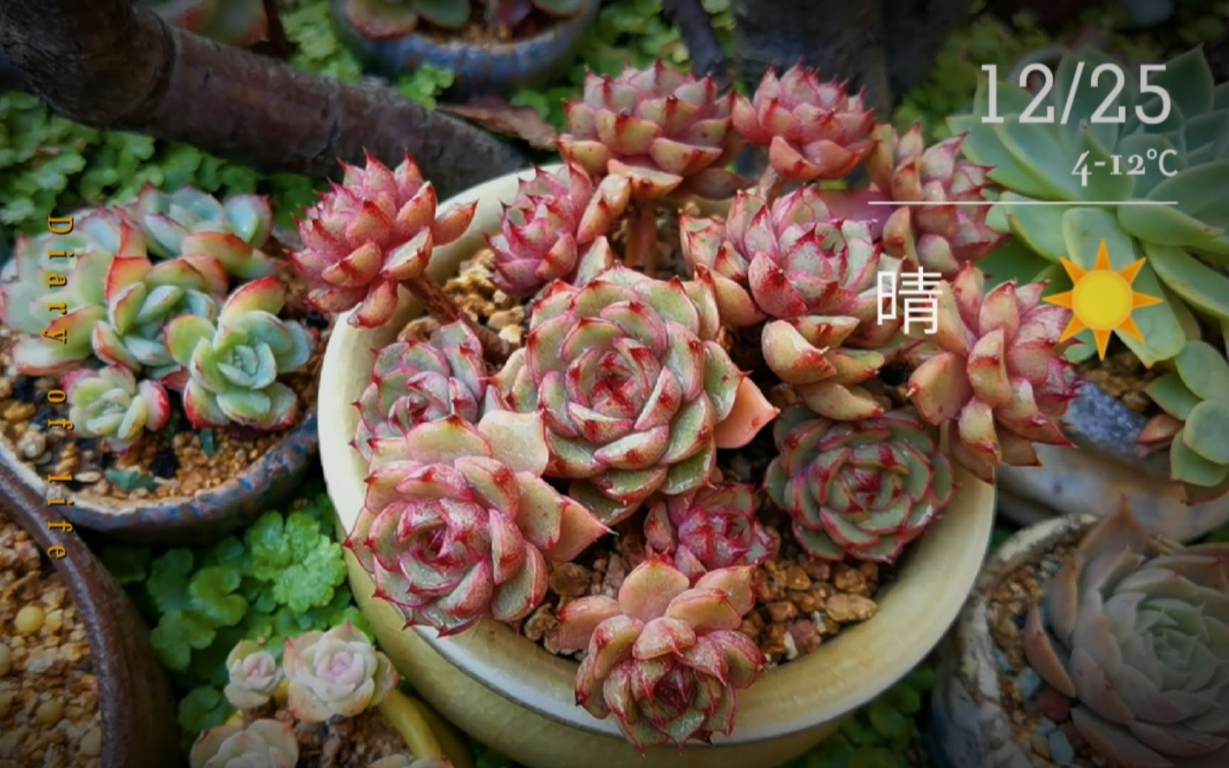 经常听人说控养的肉肉好看 控养的和放养的有什么区别 看实例吧 哔哩哔哩 つロ干杯 Bilibili