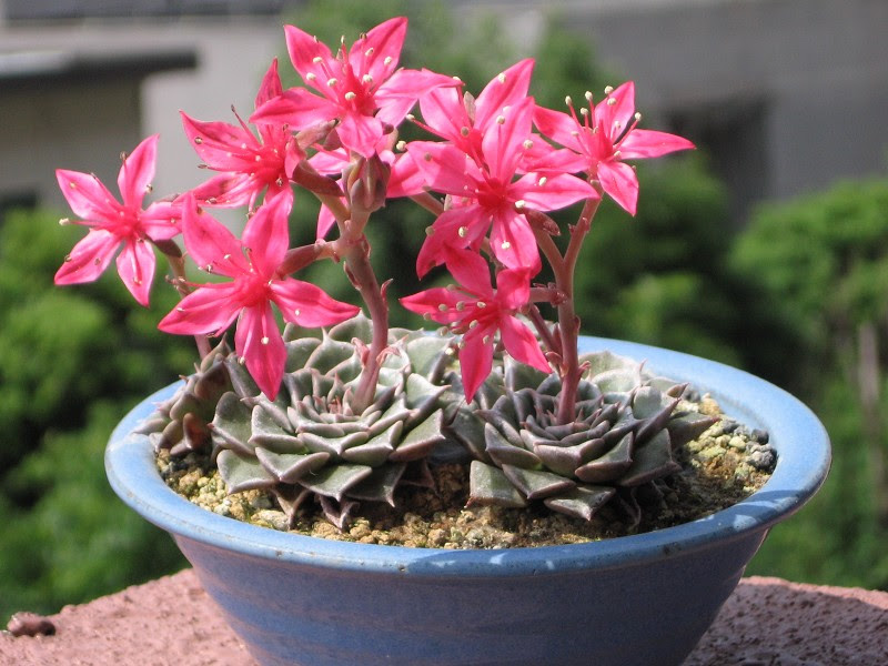 多肉植物で花が咲く人気の種類紹介 咲かせ方や咲いた後の処置法も 色が素敵