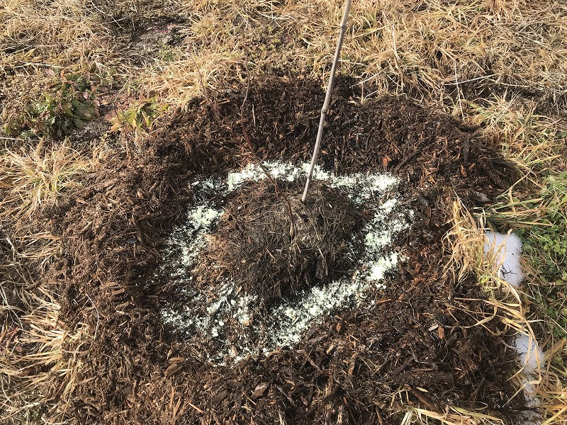 ブルーベリー畑の土の変化を観る 土壌phなどなど Vol172 無為自然な農業日記