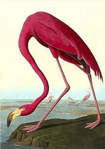 Birds of America