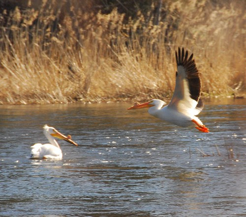 La Ronge Pelicans by Andrew de Souza