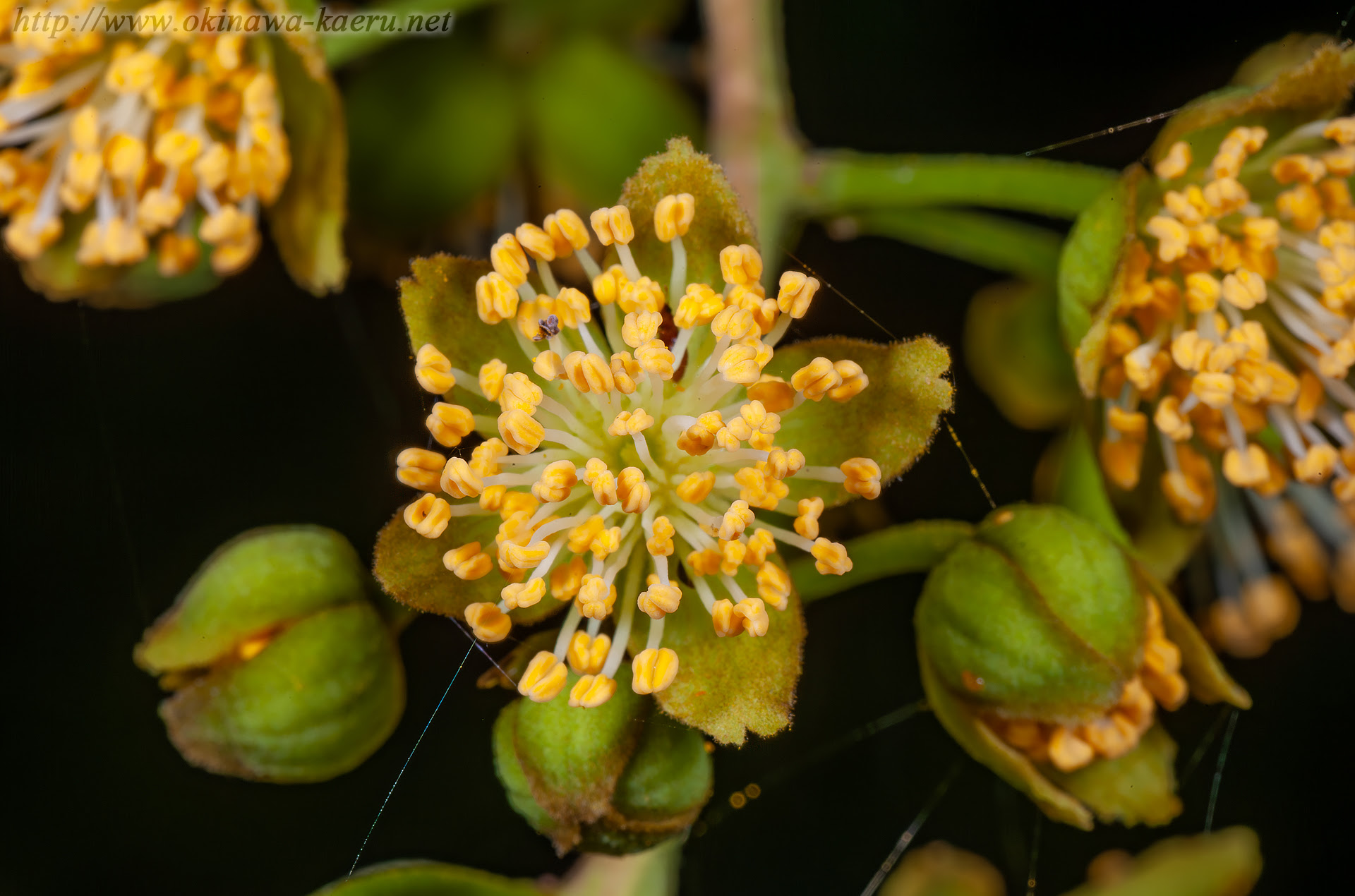 イイギリ Idesia Polycarpa 沖縄の維管束植物 花の図鑑 おきなわカエル商会