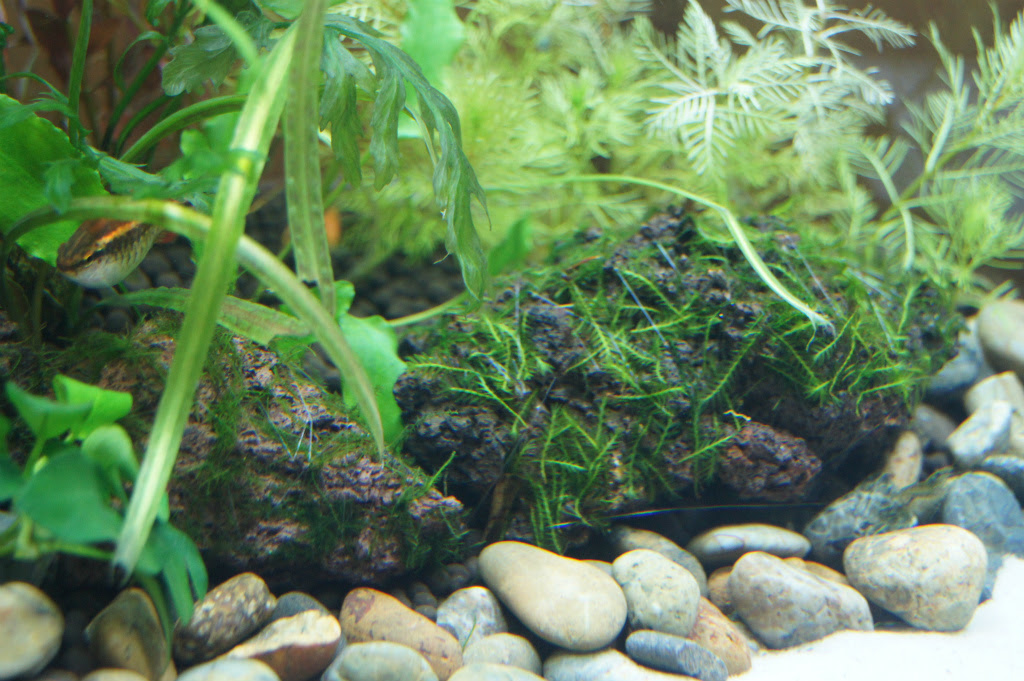 水草水槽で絨毯 草原を作りたい ウィローモス