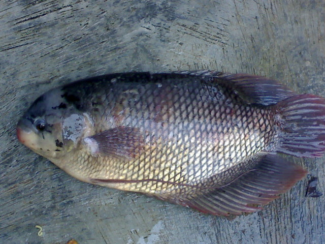 ternak merpati potong