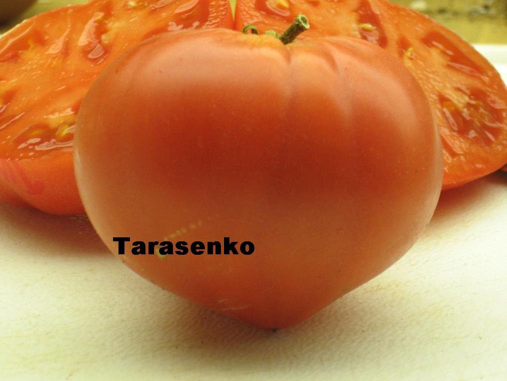 TOMATO SEEDS, HEIRLOOM, Tarasenko, Russian 10 seeds sample pack,