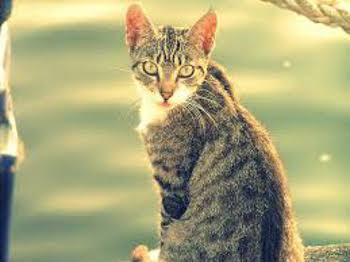 猫が噛みつく理由と噛み癖を直す方法 ナツメディア