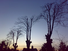 Earlswood Trees