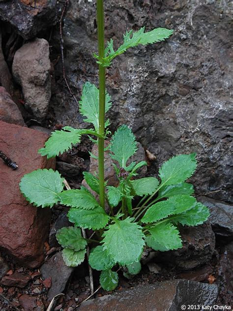 Tomatoes are thriving, vining plants when it's warm and sunny outside. Packera indecora (Elegant Groundsel): Minnesota Wildflowers