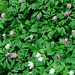 Anemone nemorosa, pink hvitveis