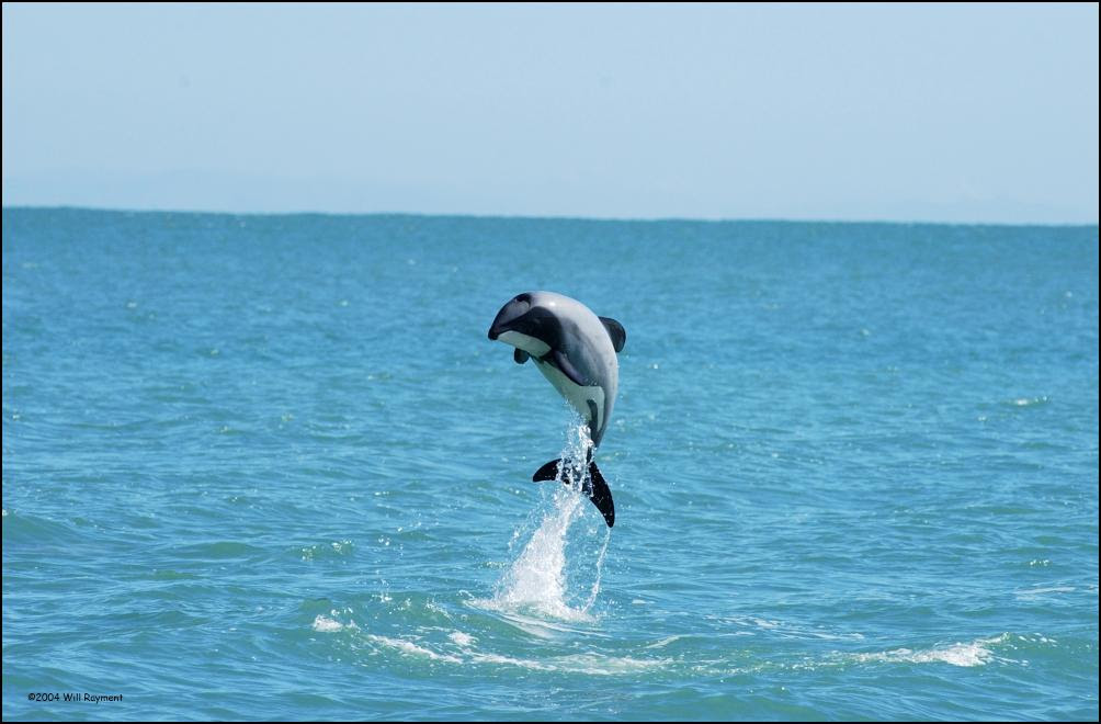 http://img2.scoop.co.nz/stories/images/0709/8f8427112c43293bbfd3.jpeg