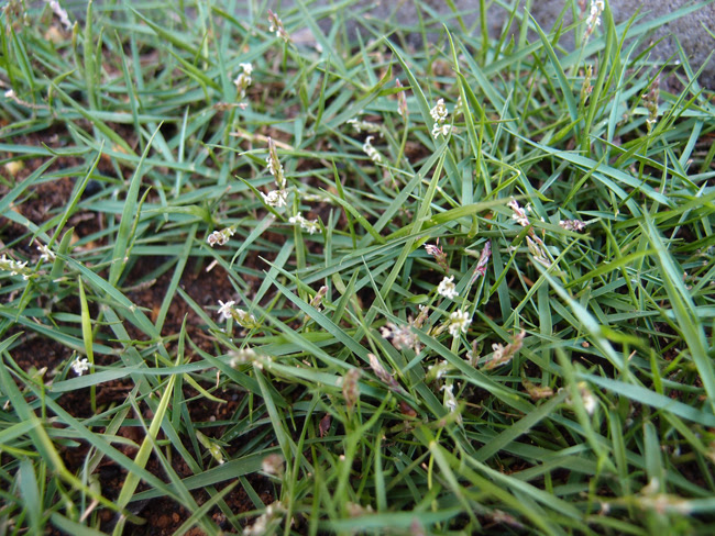 芝生の張ってから2カ月後の様子 新築住宅の芝生化計画