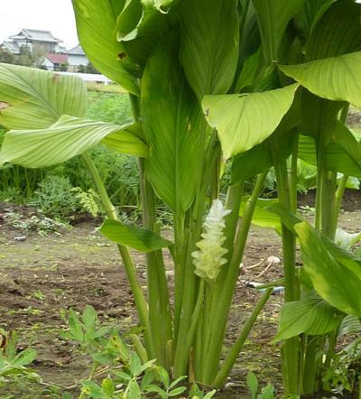 秋ウコンの花 観察
