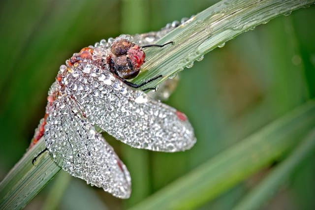 Macro Photographs of Dew Covered Dragonflies and Other Insects by David Chambon macro insects 