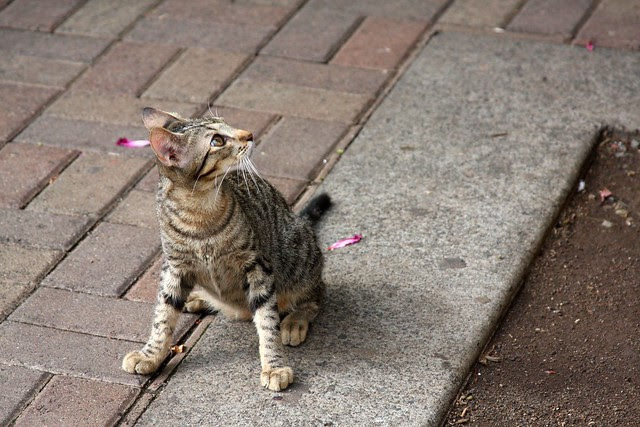 cat, chinatown, honolulu
