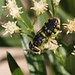 Soldierfly