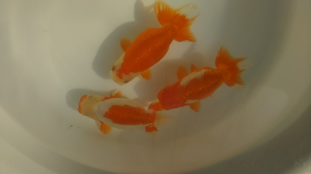 19年03月02日の記事 鹿行蘭鋳 ブログ