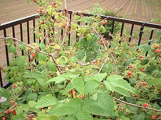 ラズベリーを大量に収穫したかった 試行錯誤の連続