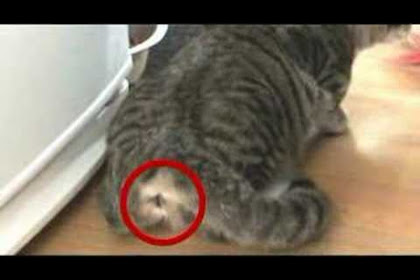 do male cats spray when female is in heat