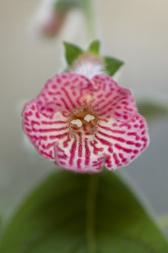 Kohleria 'Peridot's Mango Martini'