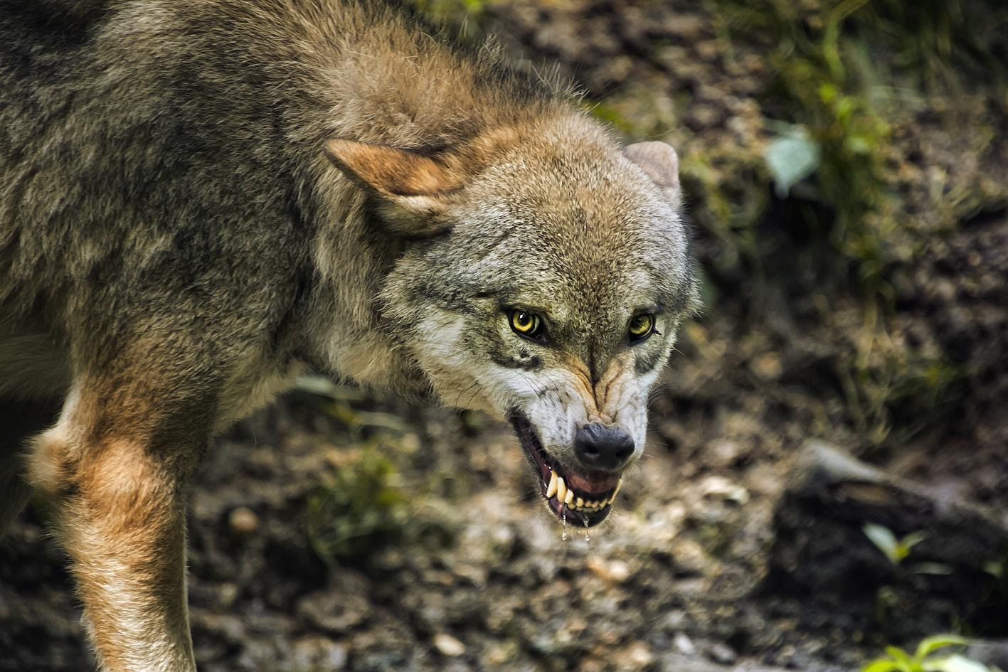 animal photography, view community, wolf