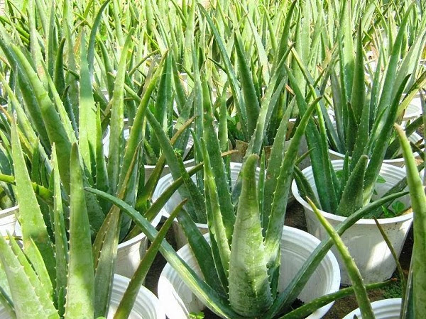 cay-lan-y Cả đời ung thư cũng không dám bén mảng tới nhà bạn nếu trồng 1 trong 10 loại cây này