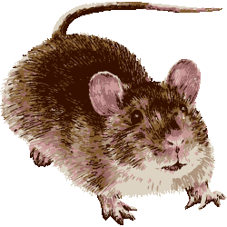 リアルタッチねずみ No 176 リアル鼠3種のイラスト アイコン 条件付フリー素材集 スマホなど携帯電話対応