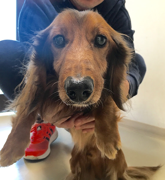 症状 症例 エルムス動物医療センター 犬のヘルニアの検査 手術
