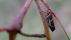 Gumtree Hopper