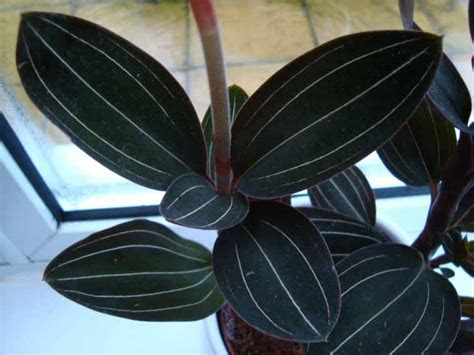So makeup artist joanna schlip shared a few key tricks. Jewel Orchid (Ludisia discolor) Guide | Our House Plants