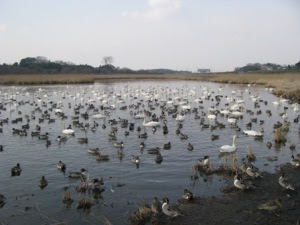 菅生沼の白鳥 ポストさらりまんが柏日記