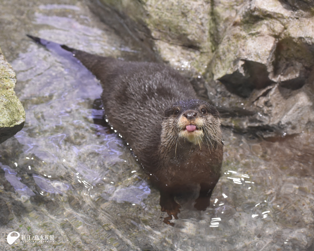 えのすい壁紙ギャラリー 新江ノ島水族館