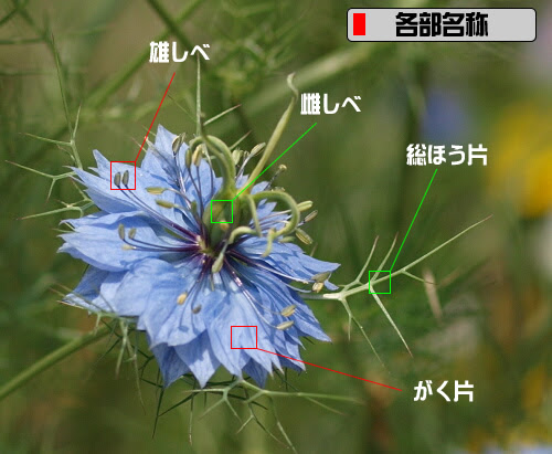 ニゲラとは ヤサシイエンゲイ