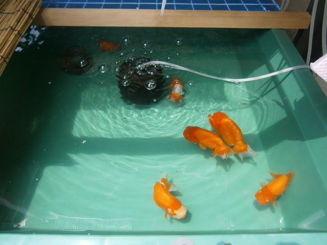 13年07月 初心者のらんちゅう飼育奮闘記 ファッション