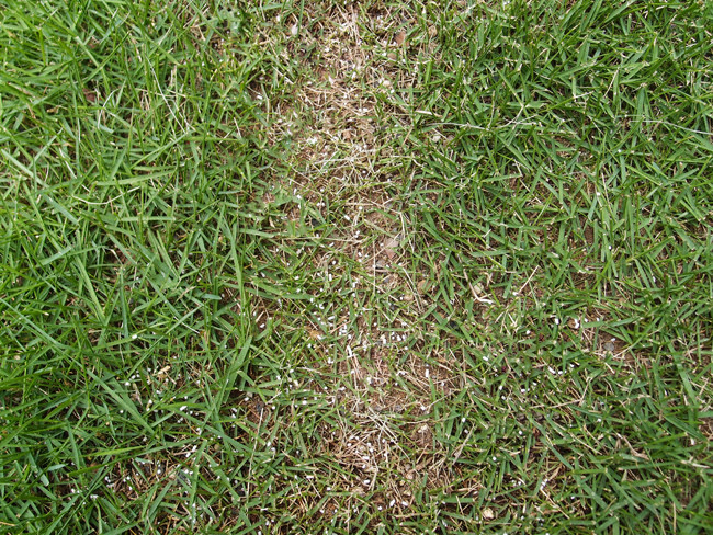 6月の芝生の育て方 新築住宅の芝生化計画