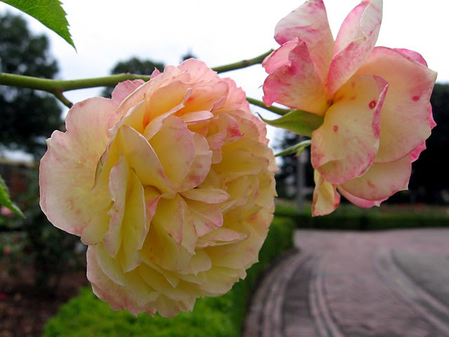 Roses, Peninsula Park