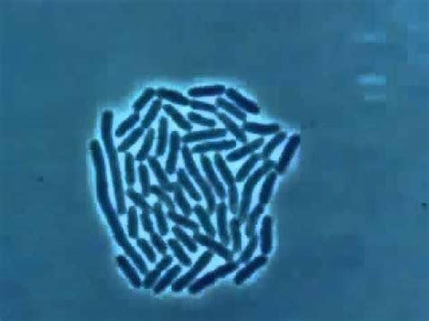 bacteria multiplying medicine  youtube