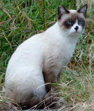 福岡県 スノーシューにそっくりです 猫の里親募集 ネコジルシ