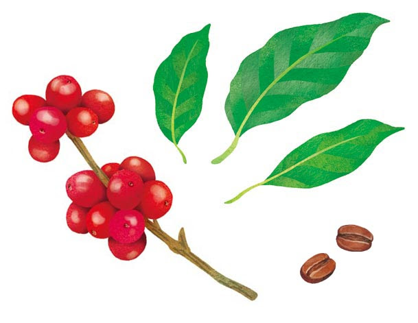 コーヒーの実 Aya Naito Illustration